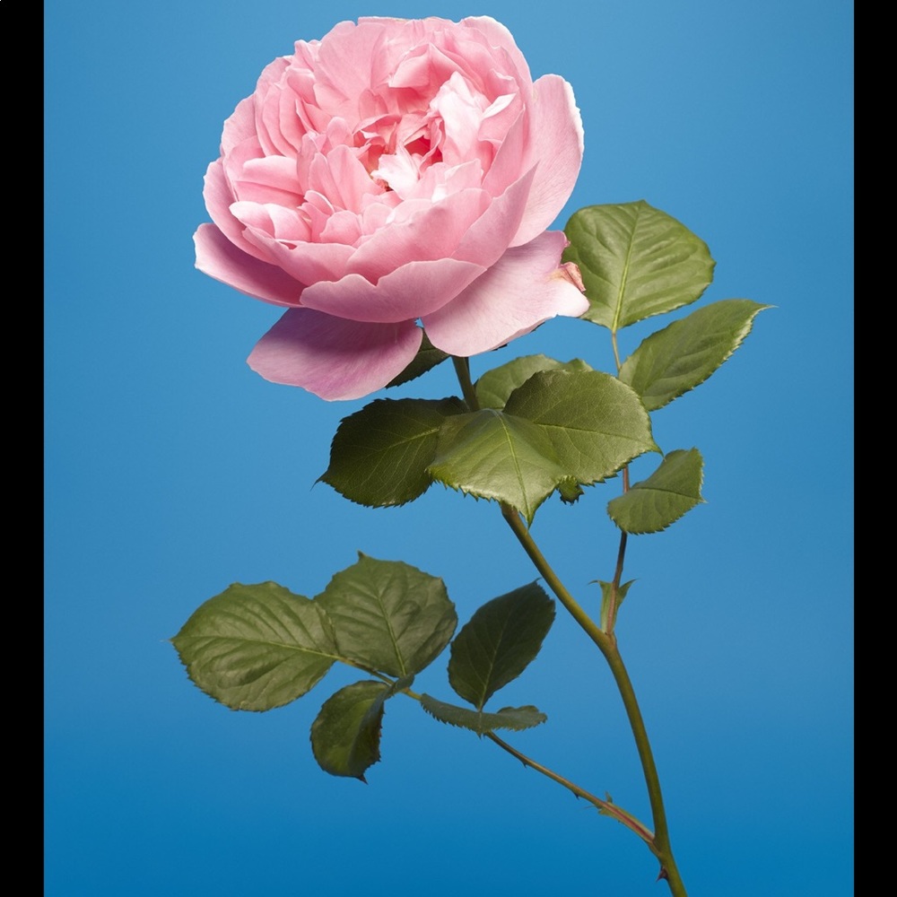 Meet your Posher, Mariela